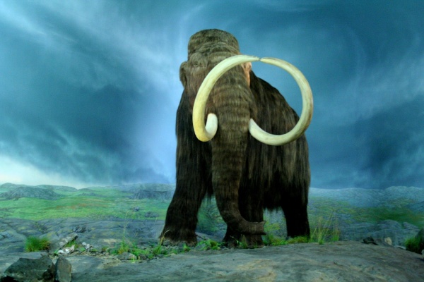 The Woolly Mammoth May Walk the Earth Again in Five Years