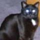 jpcannavo's avatar