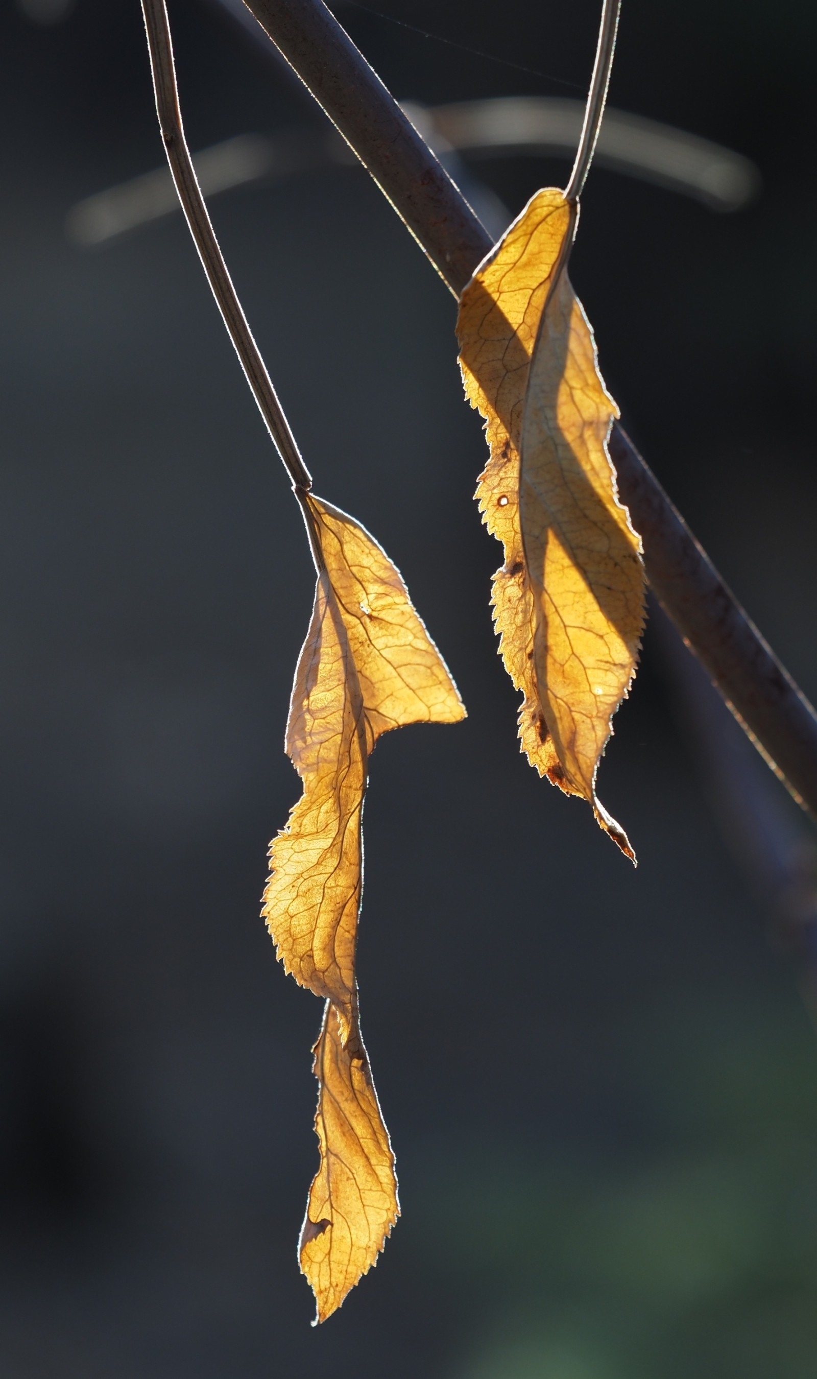 flusk's attachment for post 177145