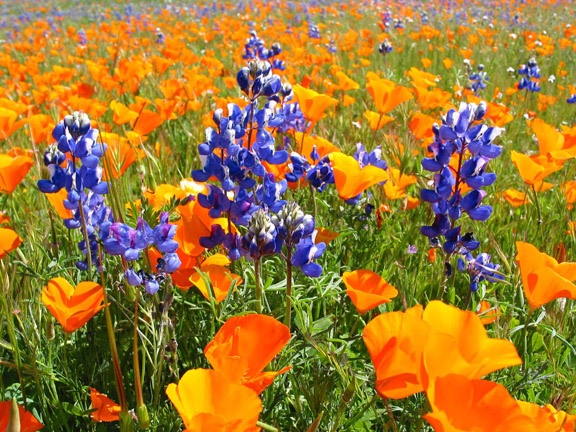 fblue's attachment for post 15116