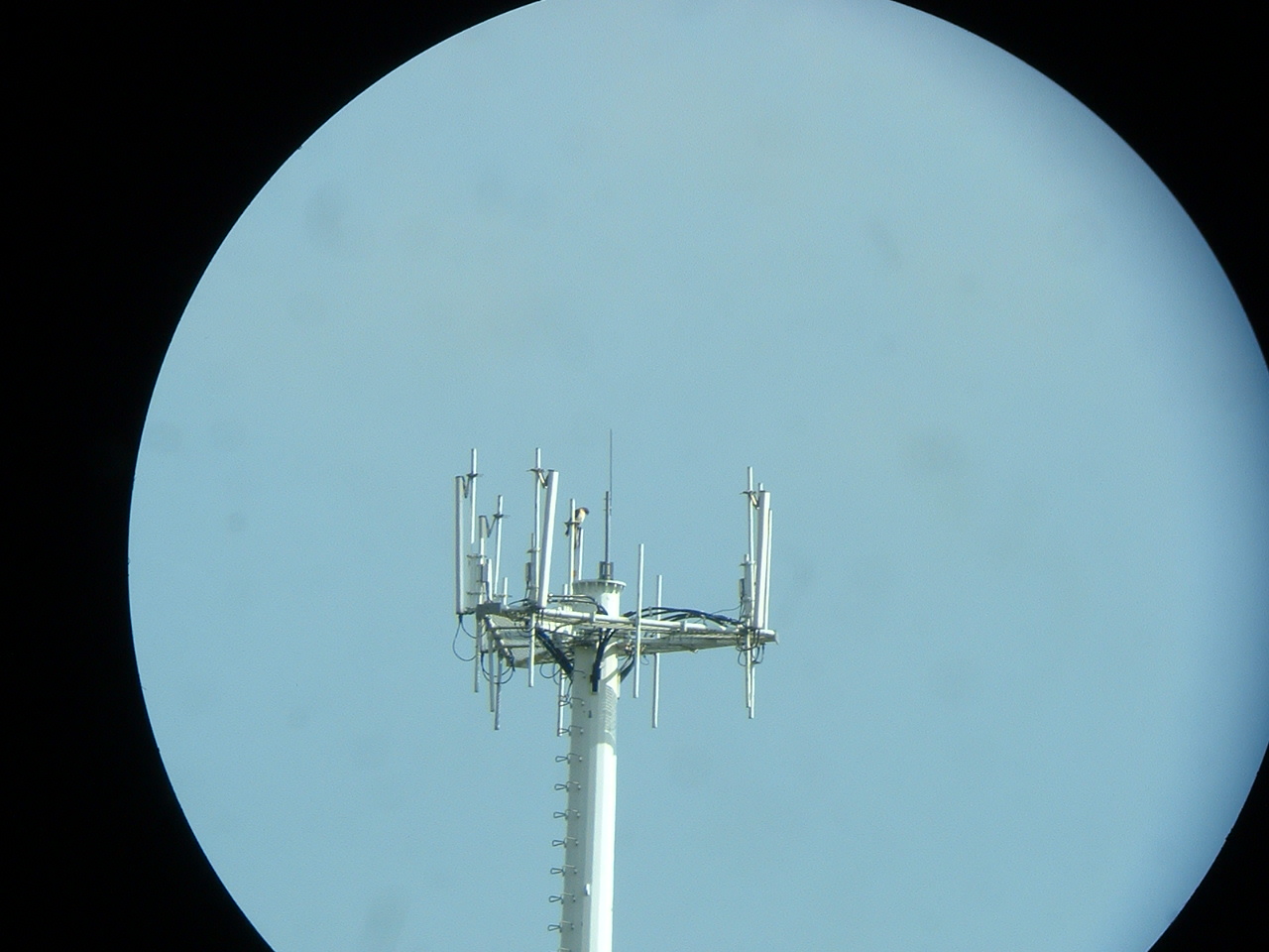 cedar's attachment for post 20114