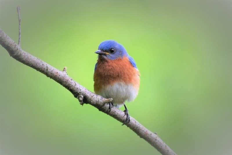 I'm a Bluebird, yeah, yeah.