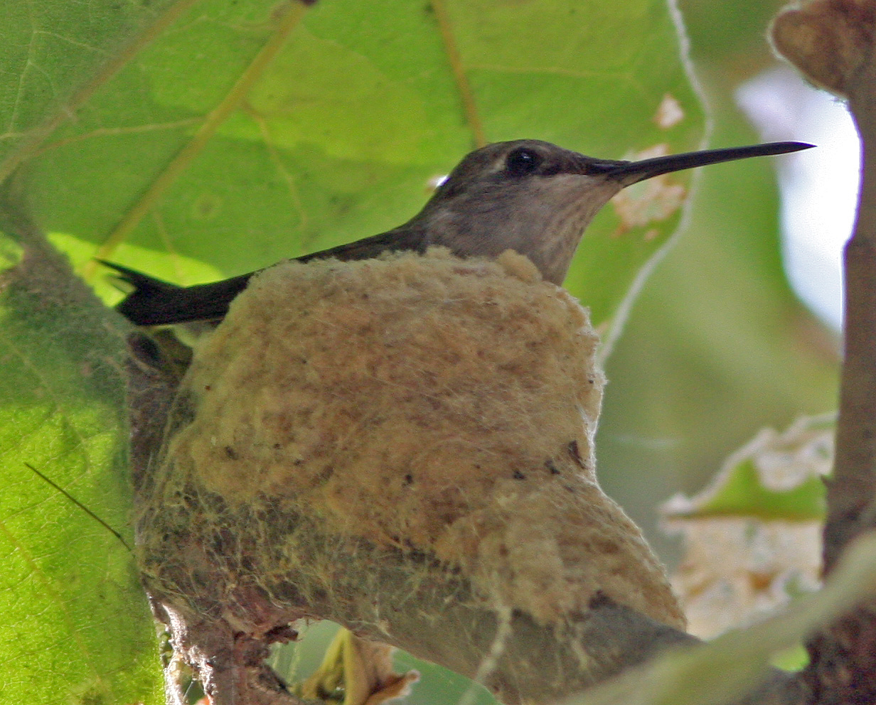 Hummer and Nest