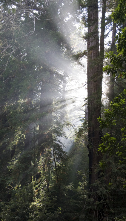 Forest Fog