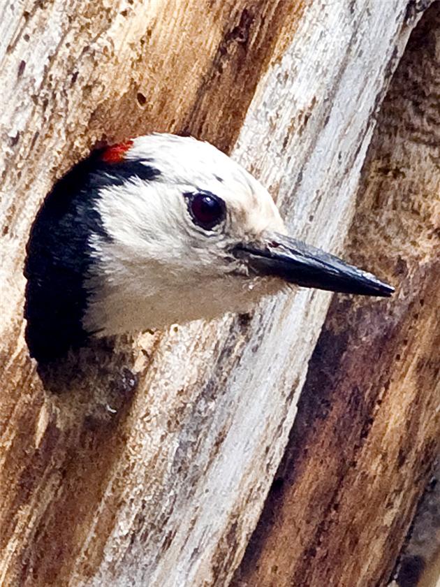 White Headed Woodpecker