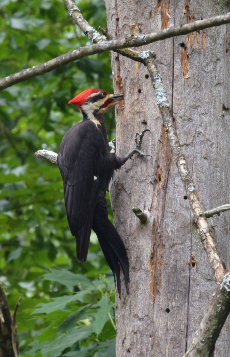 Plieated Woodpecker