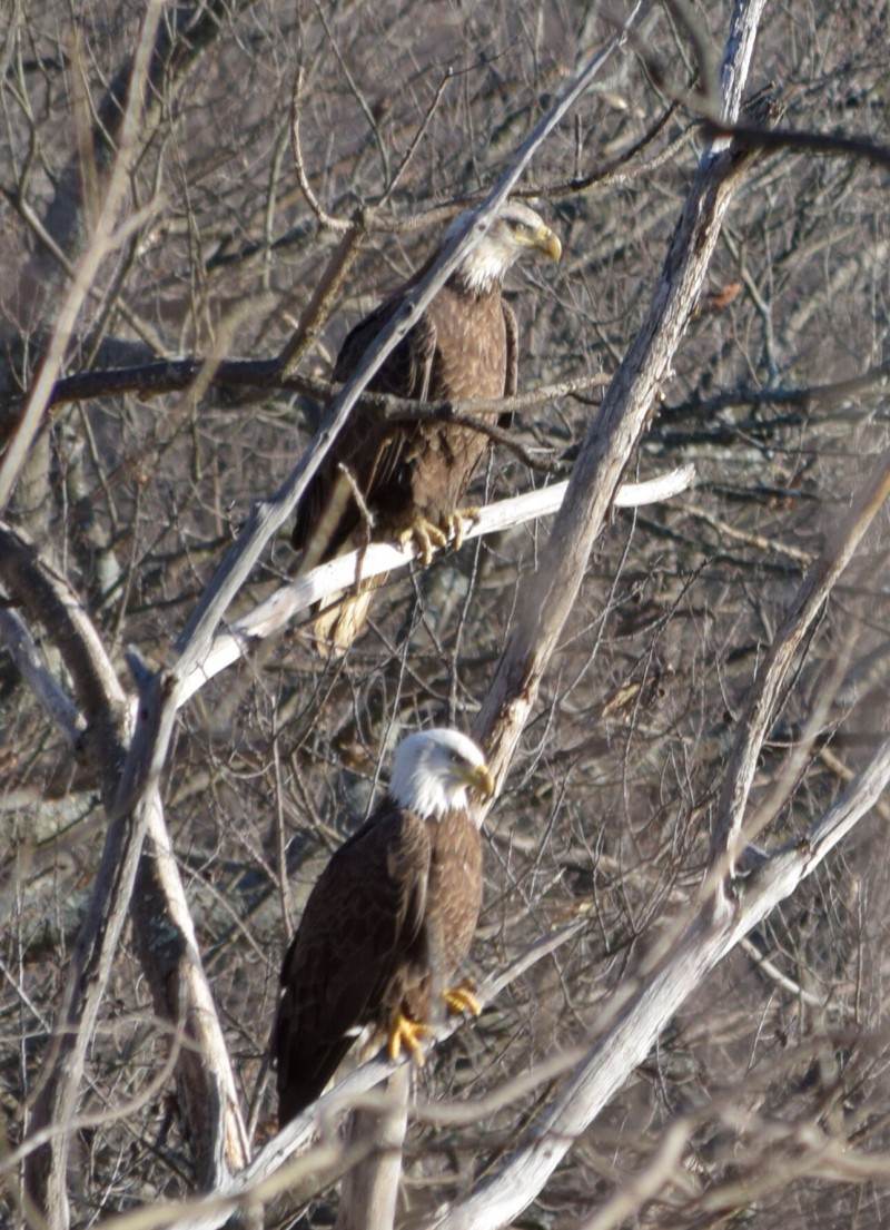 Bald Eagles - Greenville, NH