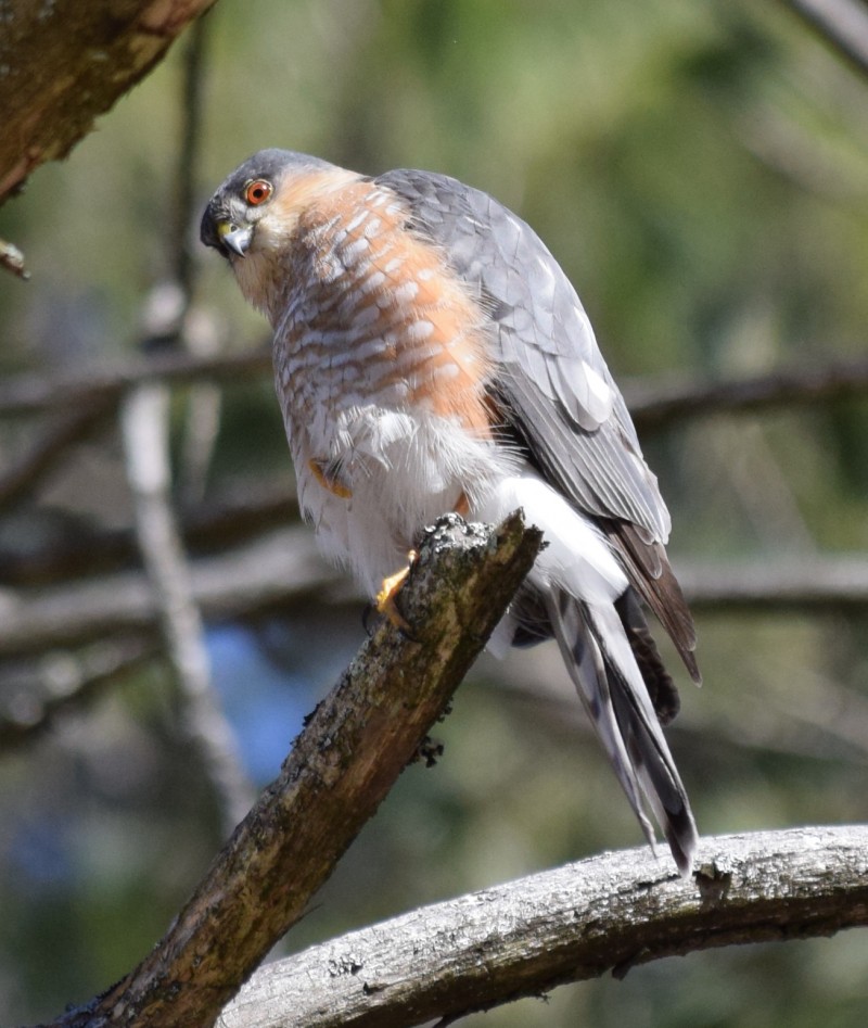 Coopers Hawk