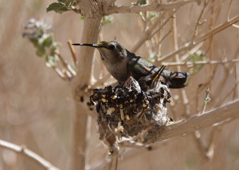 Baby Hummers