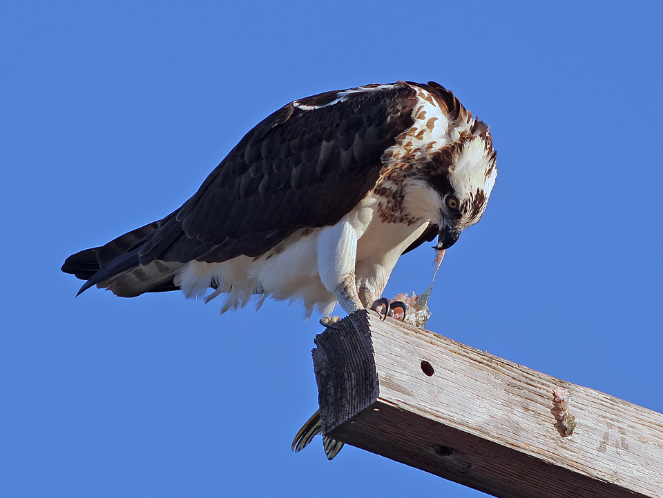 Osprey