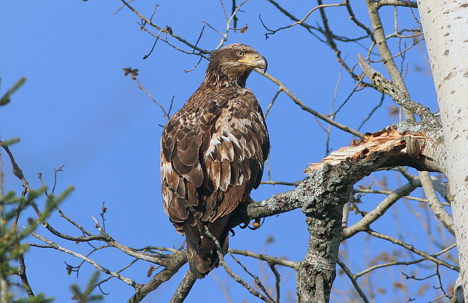 Immature Bald Eagle?