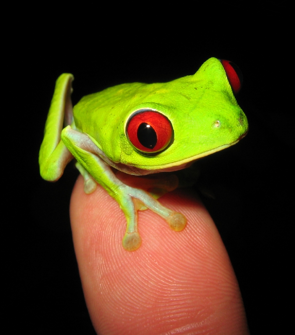 Friendly frog
