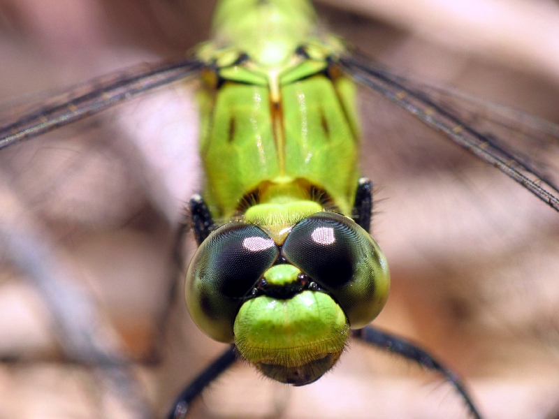 dragon fly