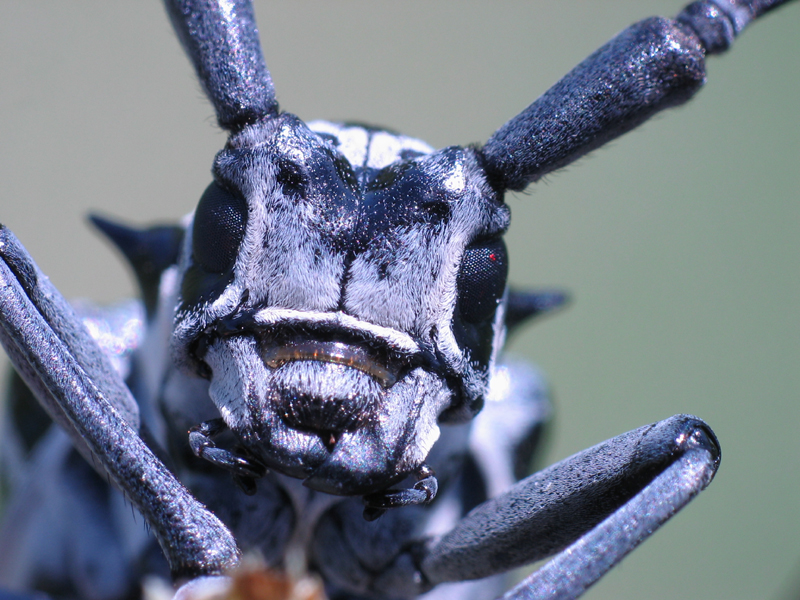 Rice beetle image