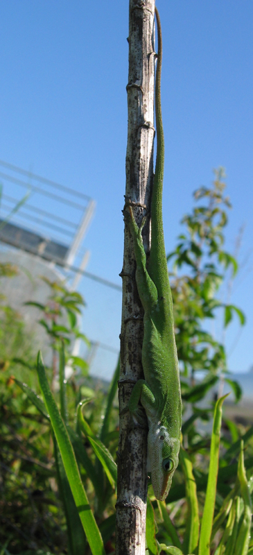 Anole image
