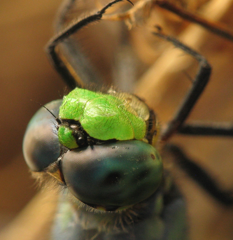 Dragon fly image