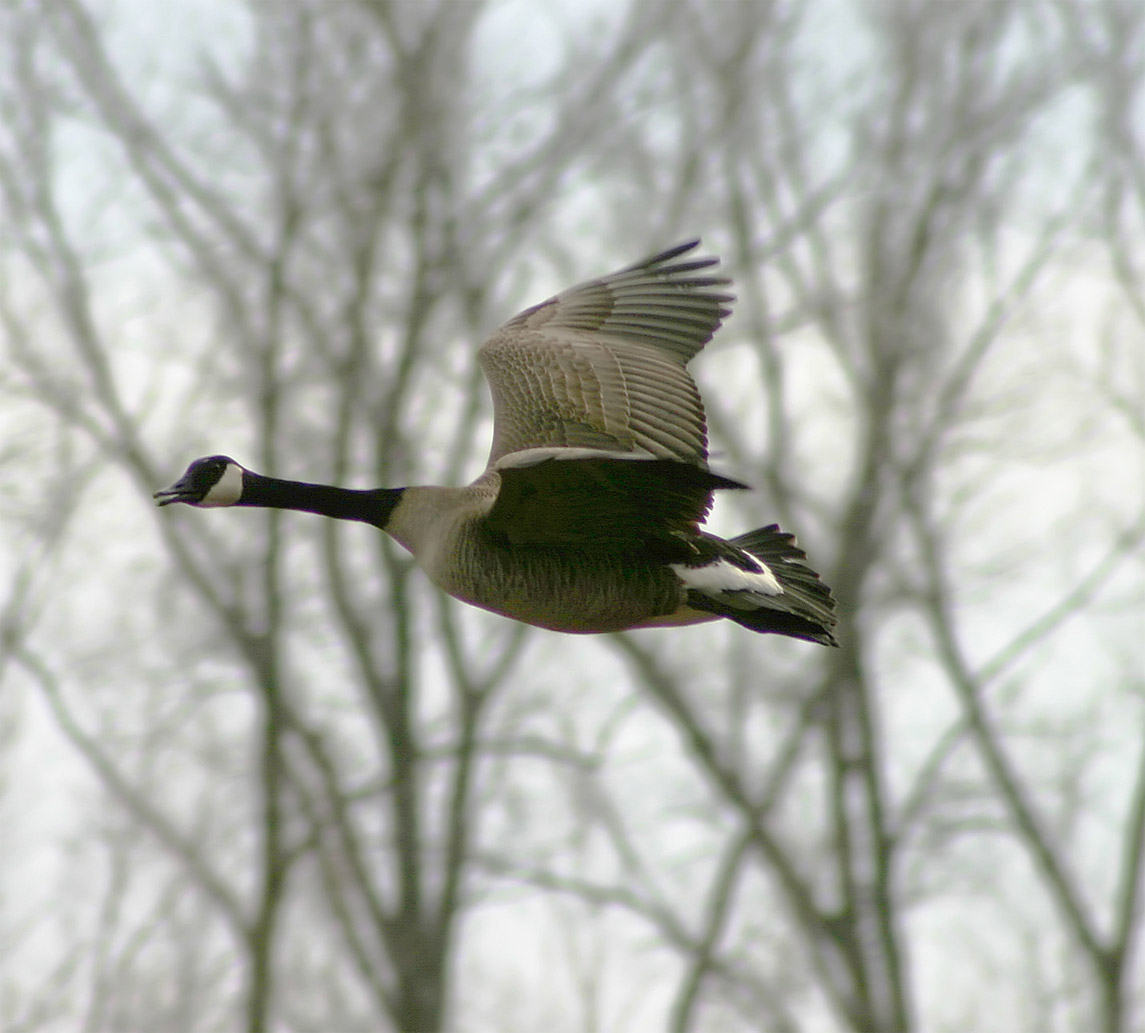 Giant Canada Goose