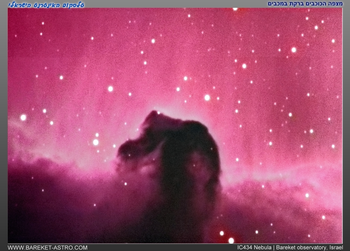 Horse head - high res