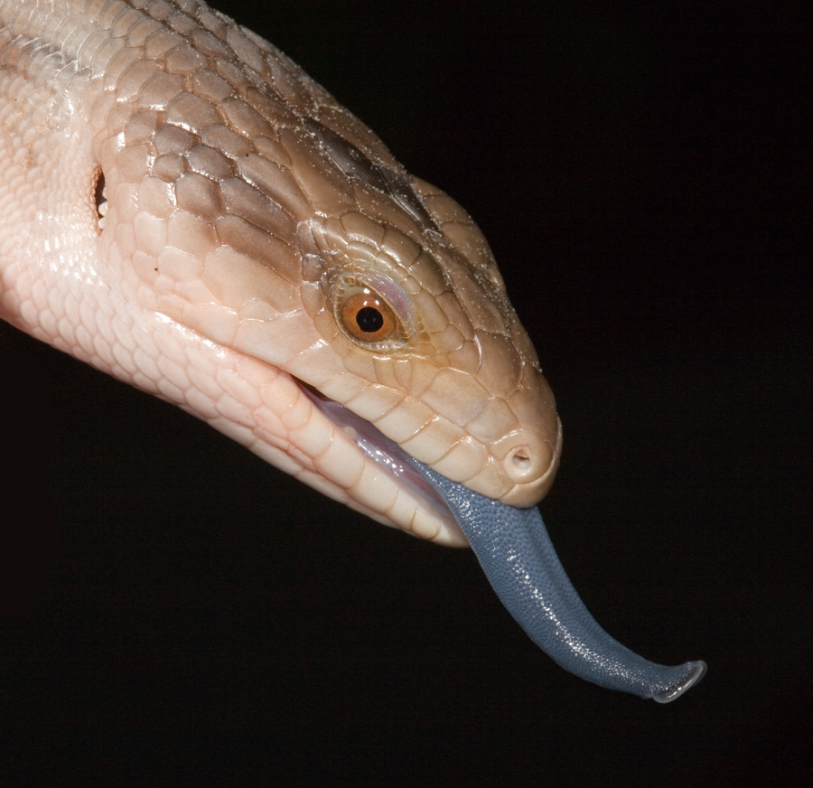 Blue Tongue Skink