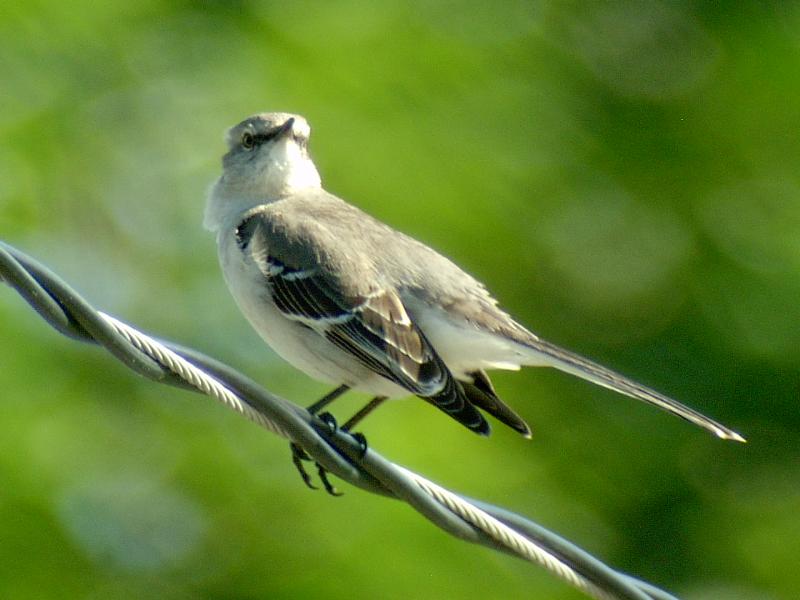 Northern Mockingbird