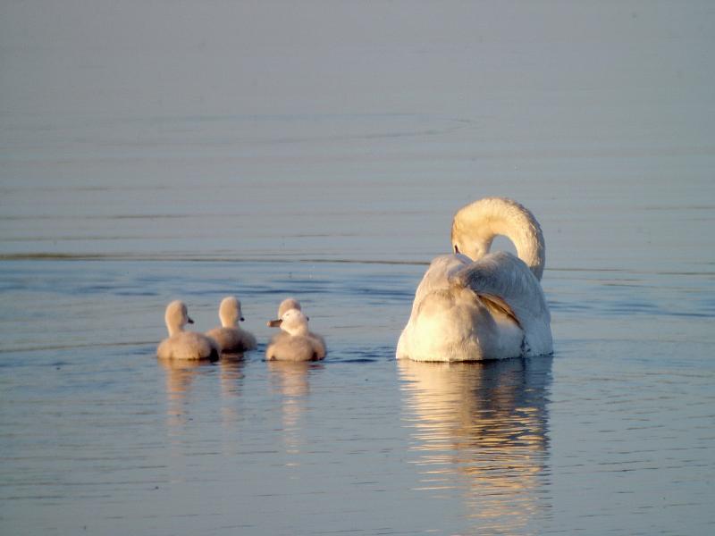 Swan Family
