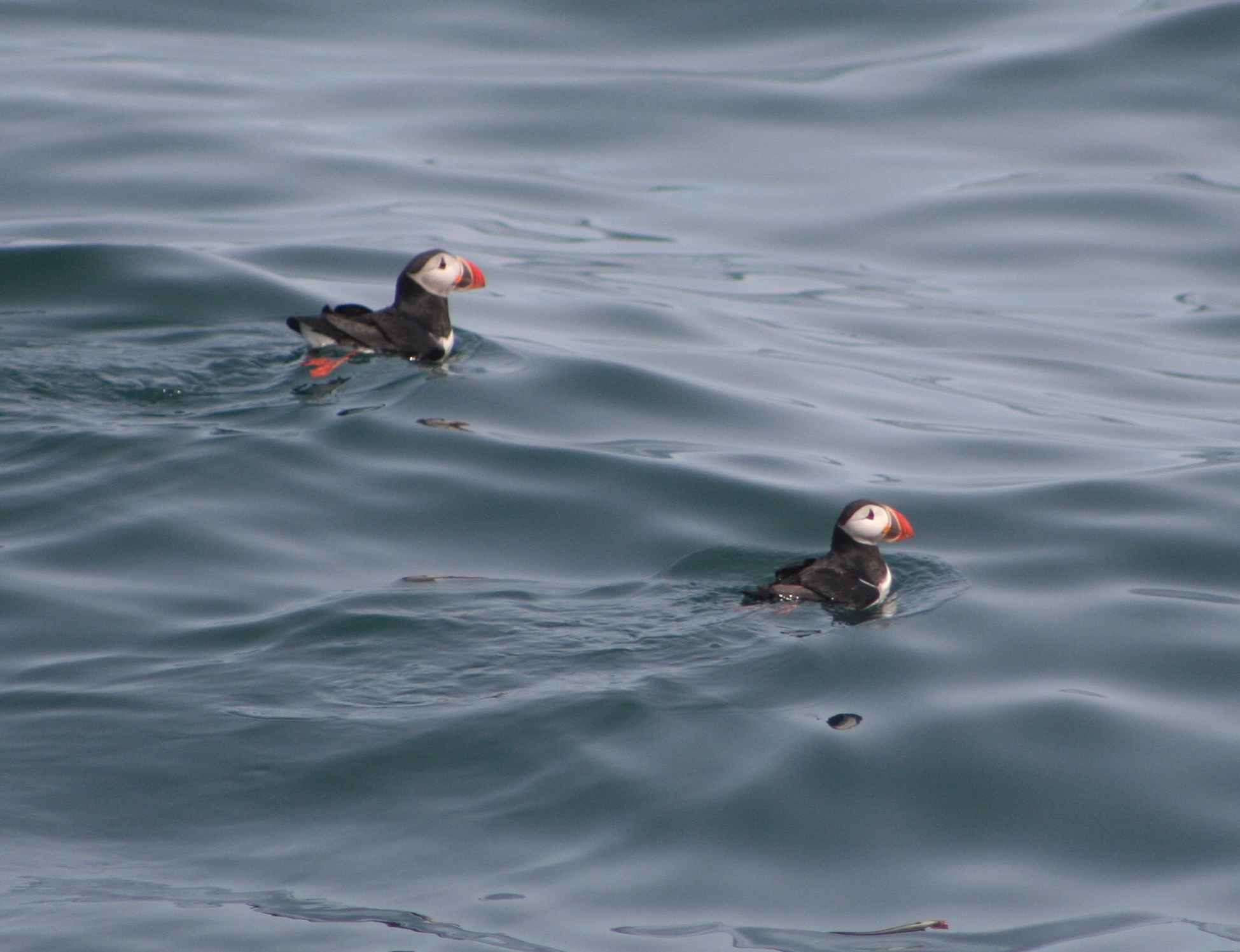 Puffins