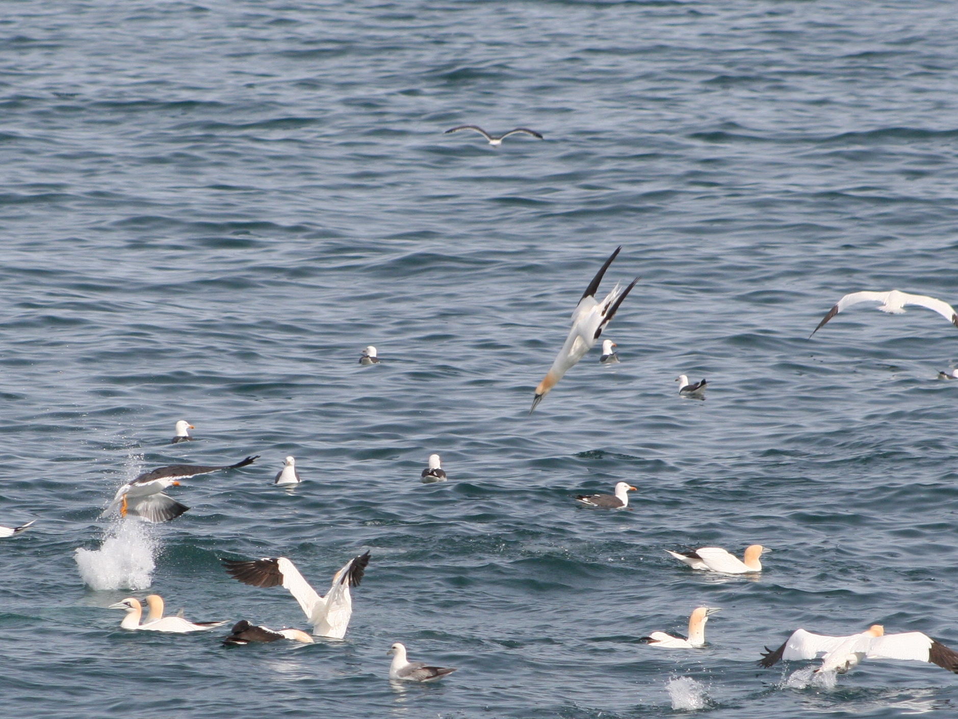Gannets