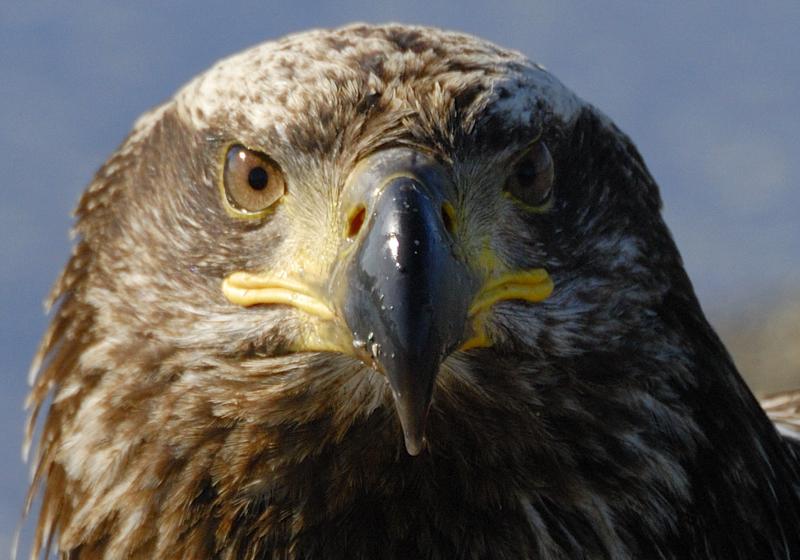 IMMATURE BALD EAGLE