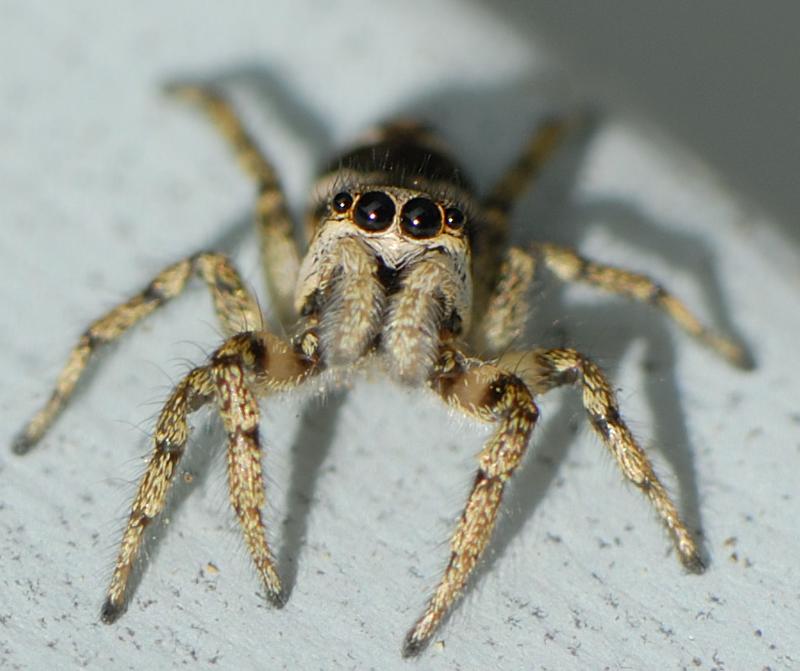 Jumping Spider