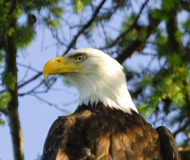 BALD EAGLE