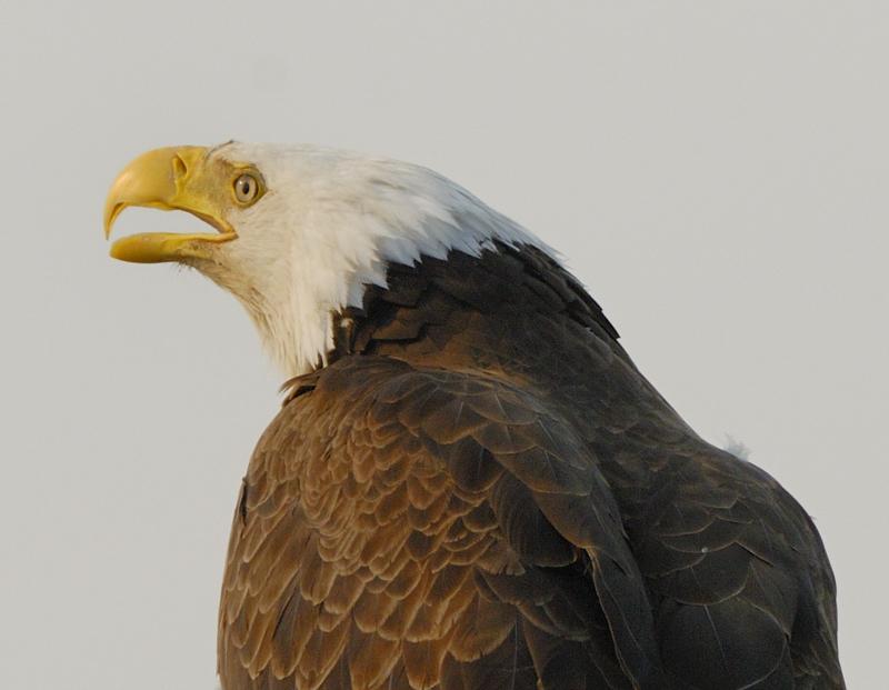Bald Eagle
