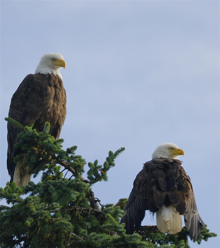 Two In A Tree