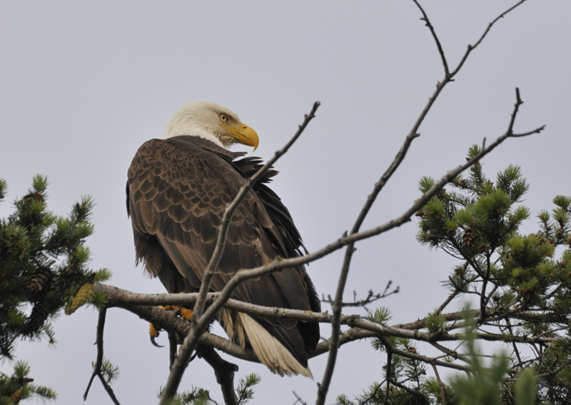 Bald Eagle