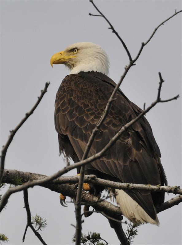 Bald Eagle
