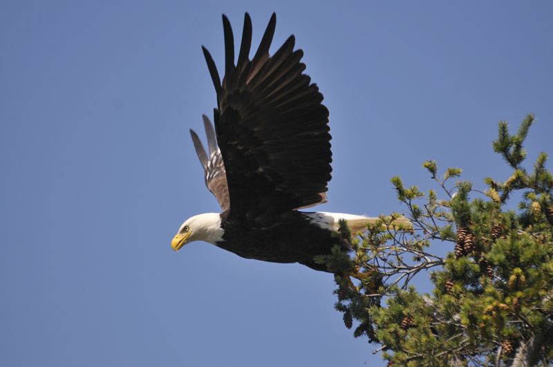 Bald Eagle Taking Flight