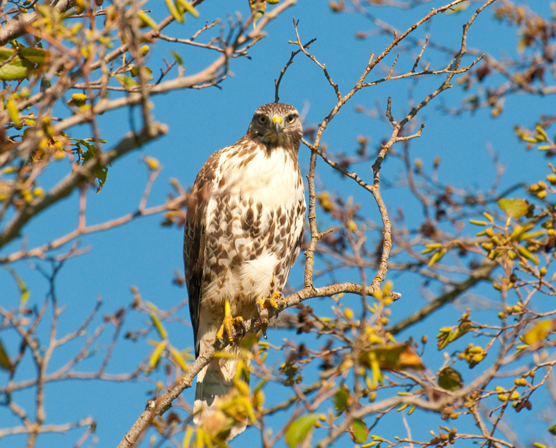 Red Tail Hawk