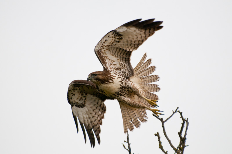Red Tail Hawk In Flight image