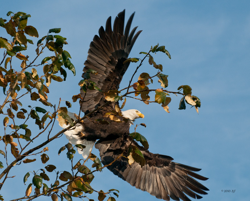 Bald Eagle