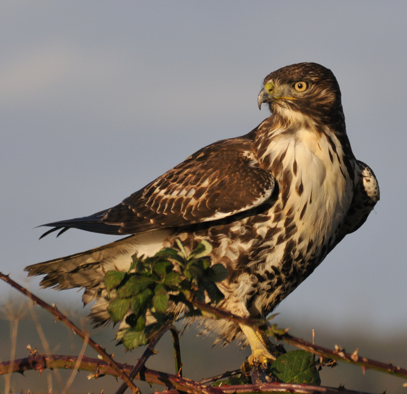 Red Tail Hawk
