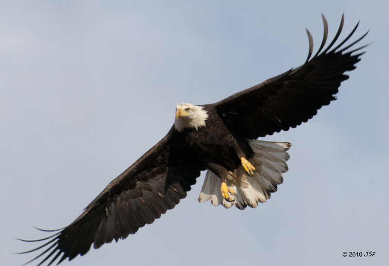 Bald Eagle