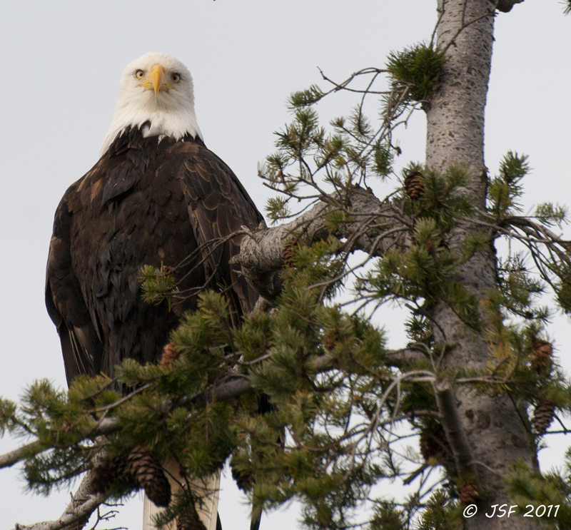 Bald Eagle