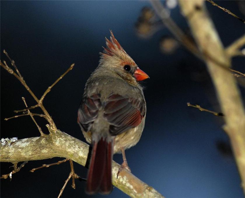 Female cardinal