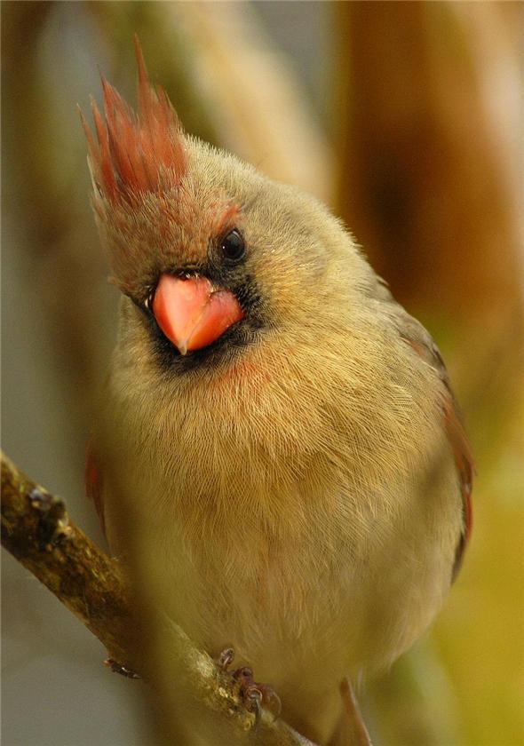 Female Cardinal