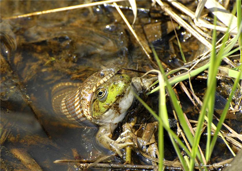 Snake Eating Frog