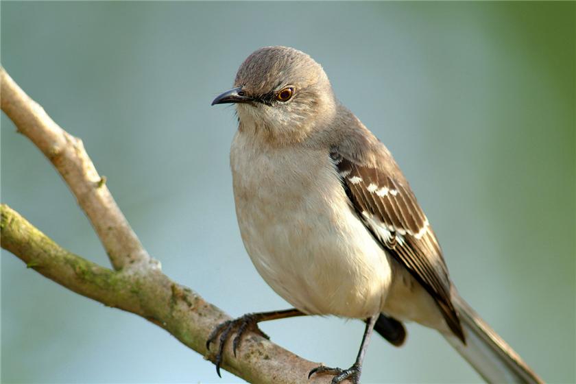Mocking Bird