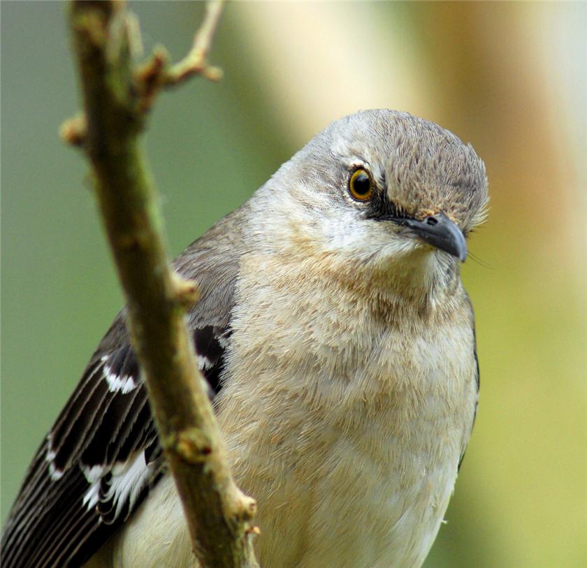Mocking Bird