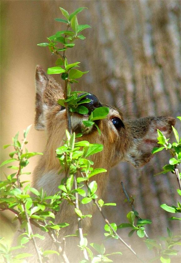 Deer Eating Leaves