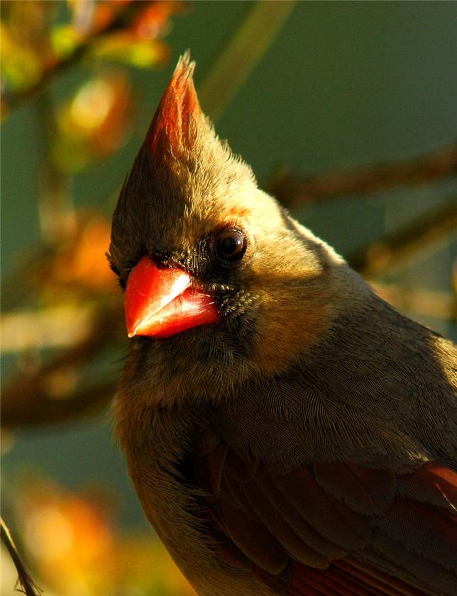 Cardinal Portrait