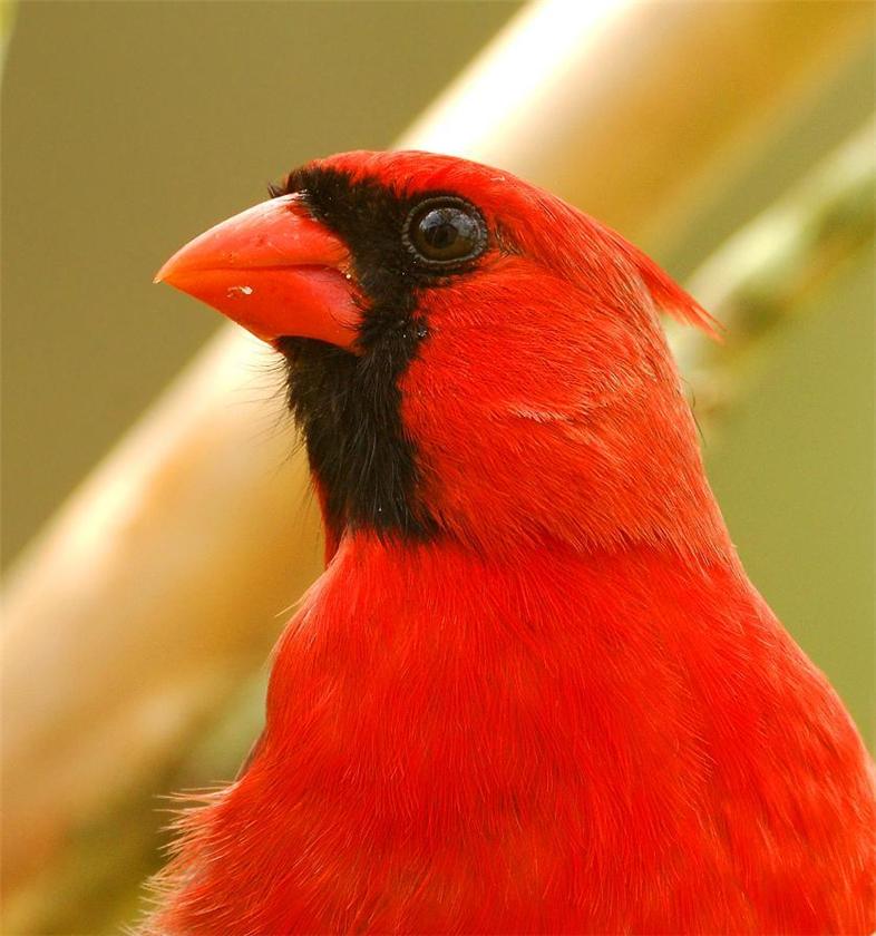 cardinal Headshot