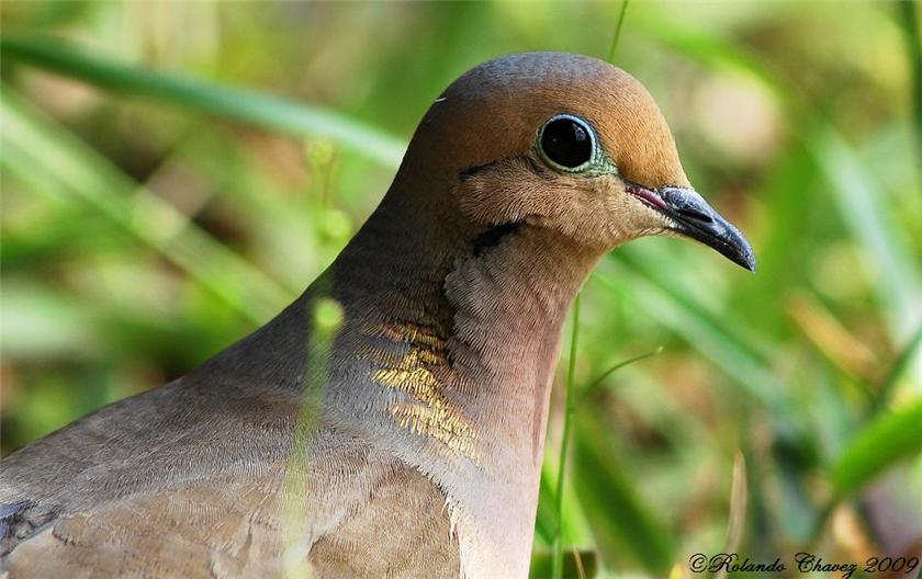Dove Portrait